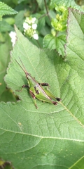 Sphenarium