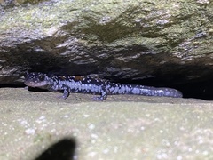 Plethodon yonahlossee