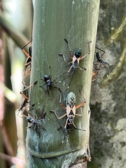 Notobitus meleagris