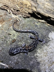 Plethodon yonahlossee