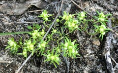 Siloxerus multiflorus