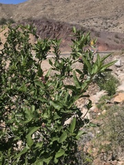 Bridgesia incisifolia