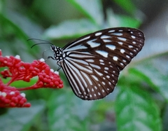 Ideopsis vulgaris macrina