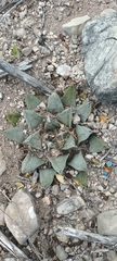 Ariocarpus retusus