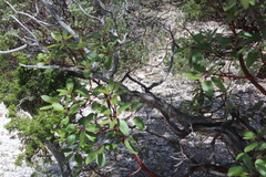 Arbutus