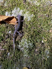 Plethodon yonahlossee