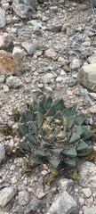 Ariocarpus retusus