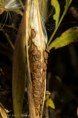Asclepias tuberosa