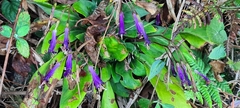 Gesneriaceae