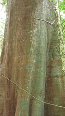 Tachigali panamensis