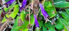 Gesneriaceae