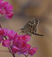 Thorybes dorantes calafia