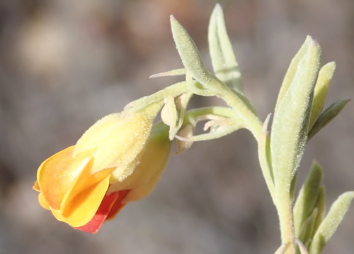 Image of Hermannia odorata by (c) Nicola van Berkel, some rights reserved (CC BY-SA)