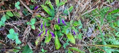 Gesneriaceae