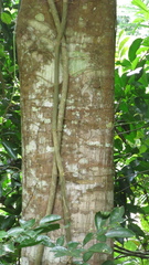 Tachigali panamensis