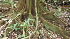 Tachigali panamensis