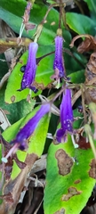 Gesneriaceae
