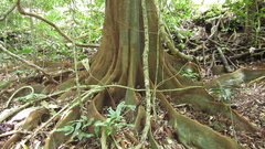 Tachigali panamensis