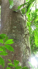 Tachigali panamensis