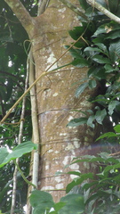 Tachigali panamensis