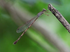 Indolestes tenuissimus