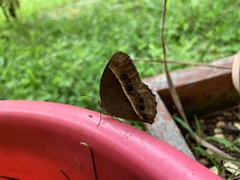 Mycalesis mineus