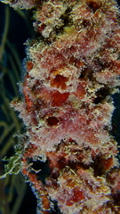 Polycarpa spongiabilis