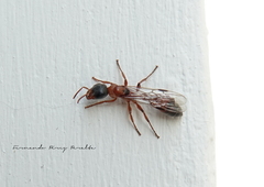 Pseudomyrmex