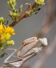 Ochrimnus carnosulus