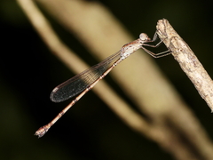 Indolestes tenuissimus