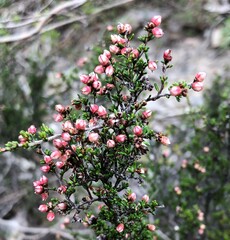 Cryptandra tomentosa