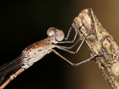 Indolestes tenuissimus