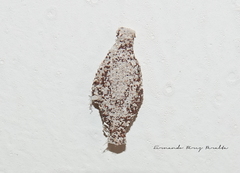 Phereoeca