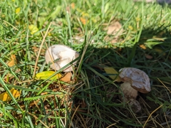 Fungi