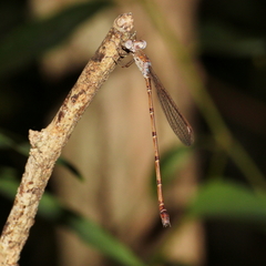 Indolestes tenuissimus