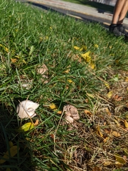 Fungi