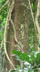 Tachigali panamensis