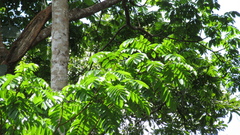 Tachigali panamensis