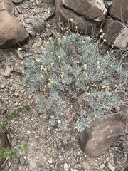 Parthenium argentatum