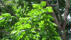 Tachigali panamensis