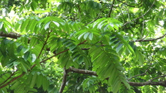 Tachigali panamensis