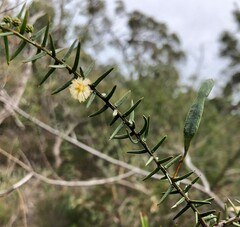 Acacia rupicola