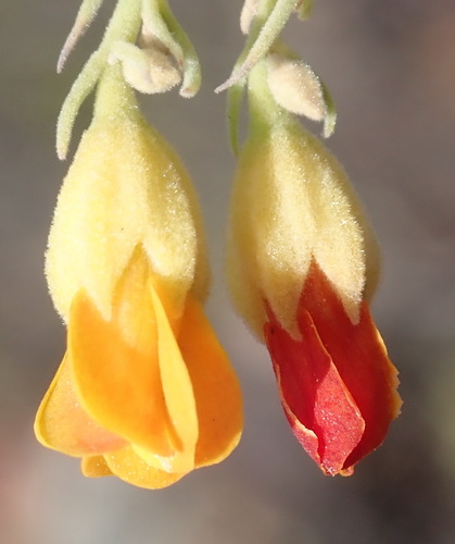 Image of Hermannia odorata by (c) Nicola van Berkel, some rights reserved (CC BY-SA)