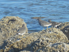 Calidris virgata