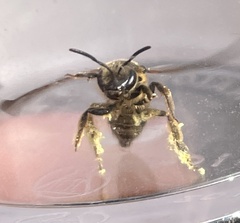Halictus rubicundus