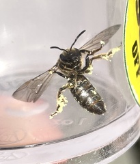 Halictus rubicundus