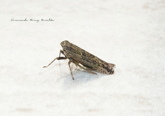 Fulgoridae