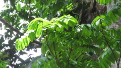 Tachigali panamensis