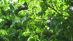 Tachigali panamensis