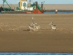 Pelecanus rufescens